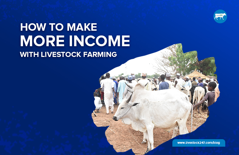 Read more about the article How To Make More Income With Livestock Farming