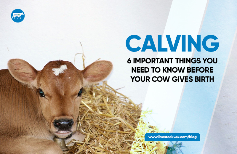 Read more about the article Calving- 6 Important Things You Need To Know Before Your Cow Gives Birth