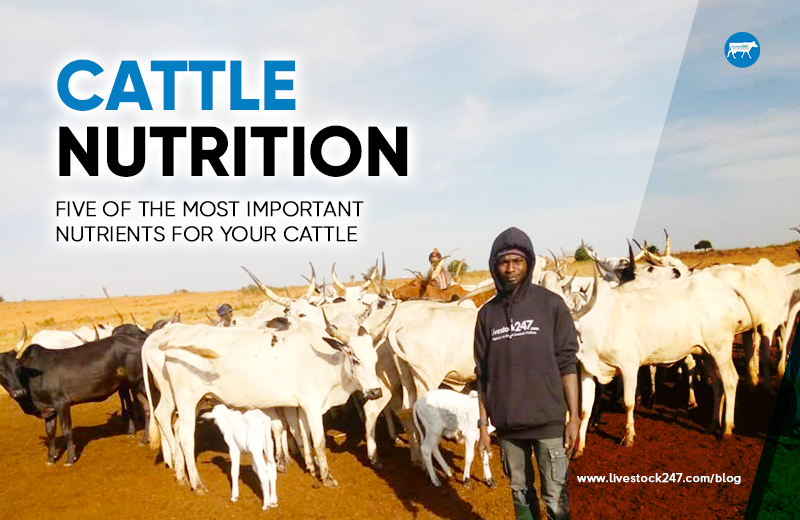 Read more about the article Cattle Nutrition: Five of the Most Important Nutrients For Your Cattle