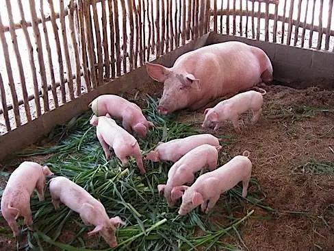 Pig Farming Booms in Uganda as Pork Consumption Leads in Africa