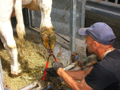 All about hoof trimming a cattle