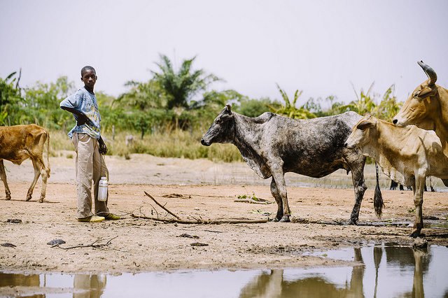 African Livestock- Realizing the potential of livestock for food security, poverty reduction and the environment