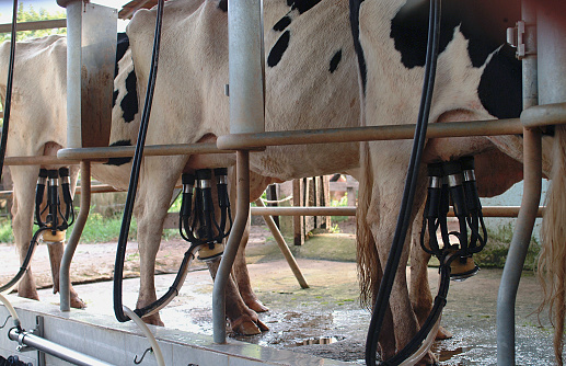 Read more about the article Milking Machines